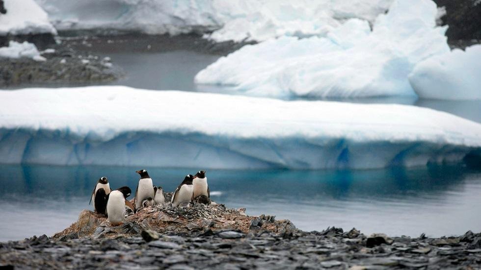 Recruits Wanted For Counting Penguins In Antarctica