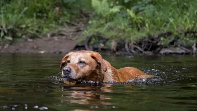 The liver fluke parasite that is killing dogs is spreading rapidly across the US.